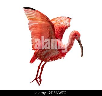 Ecaret ibis, Eudocimus ruber, oiseau rouge envol, ailes écarlées. Isolé sur fond blanc. Banque D'Images