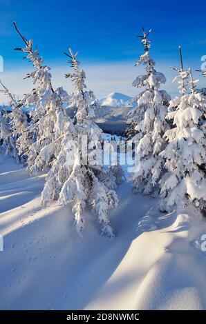 Neige fraîche sur les sapins. Paysage d'hiver lumineux Banque D'Images