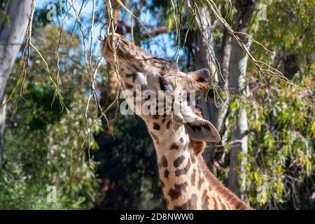 Gros plan de la tête de girafe en profil avec la langue vers l'extérieur, en mangeant une branche d'arbre. Banque D'Images