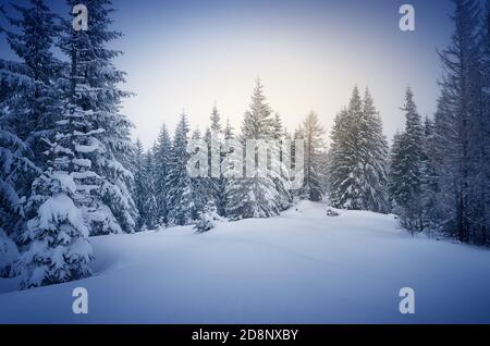 Hiver dans les bois. Paysage du nouvel an. Neige fraîche sur les arbres. L'effet de la teinte des couleurs Banque D'Images