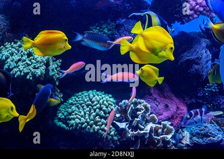 Une variété de poissons tropicaux nageant parmi les récifs coralliens. Banque D'Images