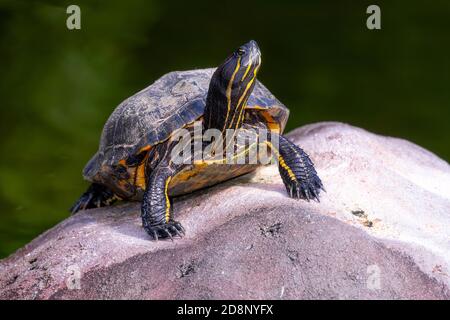 La Floride peint la tortue grimpant hors de l'eau sur le rocher pour prendre un peu de soleil Banque D'Images