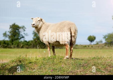 mouflons souriants debout au soleil. L'été dans les terres agricoles. Animaux sauvages - Portrait de mouton. Terres agricoles vue sur un mouton tout-en-un dans un champ de forêt verte Banque D'Images