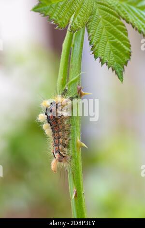 Orgyia antiqua, la tige de la chaussette rouillée ou vapotier Banque D'Images