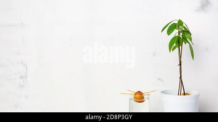 Jeune plante d'avocat dans un pot blanc, cracher des graines d'avocat dans un verre d'eau, sur un fond blanc. Le concept de la culture de plantes d'intérieur. Environnement Banque D'Images