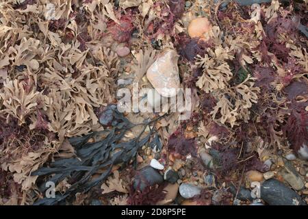 Gros plan de pierres d'algues Pebbles coquillages dans une piscine de roche sur une belle plage de sable à Norfolk East Anglia Angleterre, vue d'oiseau Banque D'Images