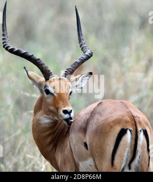 Homme Impala (Aepyceros melampus) montrant noir et blanc vertical empennage vertical et marquages de fesses uniques à cette antilope. Parc national de Tarangire Banque D'Images