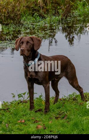 un spaniel de labrador springer croiser le sprint ou le labradinger croiser le chocolat de bree les races de chien du labrador. Banque D'Images