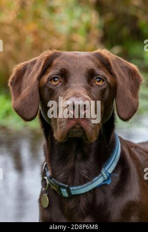 un chien de race croisée springador ou labradinger regardant l'appareil photo. Banque D'Images