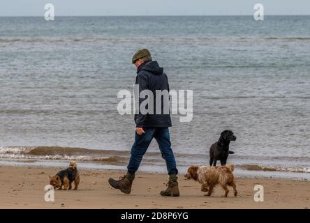 un homme plus âgé qui marche trois chiens sur la plage à holkham dans norfolk. Banque D'Images