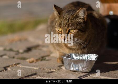 Tabby chat en attente avec le conteneur de nourriture Banque D'Images