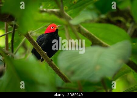 Red-capped manakin - Ceratopipra Pipridae mentalis oiseau de la famille. C'est trouve au Belize, Colombie, Costa Rica, Équateur, Guatemala, Honduras, Mex Banque D'Images