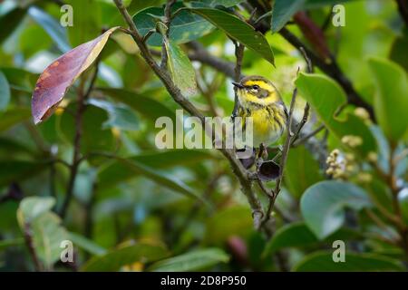 Paruline de Townsenvers - Setophaga townsendi petit songbird de la famille des Parulines du Nouveau monde, visage jaune avec une bande noire sur ses joues s'étendant dedans Banque D'Images