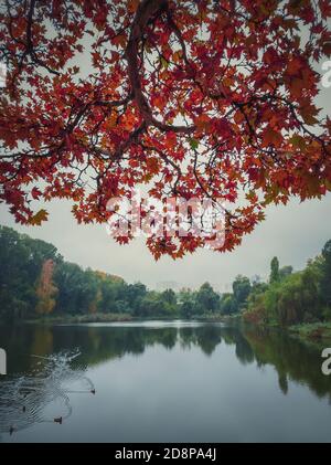 Feuilles d'érable rouge sur les branches au-dessus de l'eau calme du lac. Moody automne saison fond naturel. Feuillage coloré dans le parc en automne nuageux Banque D'Images