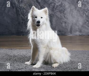 Jeune Samoyed posant assis dans le Studio Banque D'Images