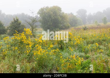 Prairie, fin de l'été, début de l'automne, Minnesota, États-Unis, par Dominique Braud/Dembinsky photo Assoc Banque D'Images