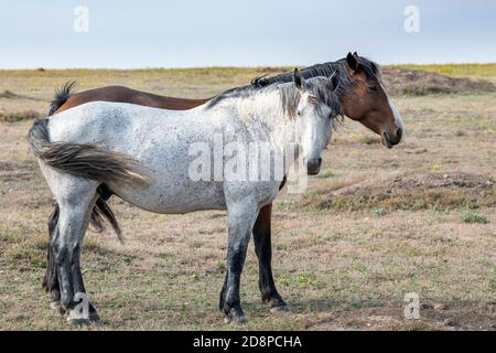 Feral Horses (Equus caballus), parc national Theodore Roosevelt, Dakota du Nord, États-Unis, par Dominique Braud/Dembinsky photo Assoc Banque D'Images