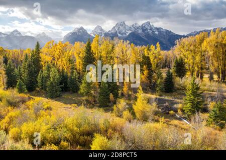 La chaîne de Teton et les arbres aux couleurs d'automne de Schwabacher's Landing. Parc national de Grand Teton, Wyoming. Fin septembre. Banque D'Images