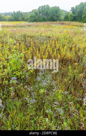 Prairie, fin de l'été, début de l'automne, Minnesota, États-Unis, par Dominique Braud/Dembinsky photo Assoc Banque D'Images