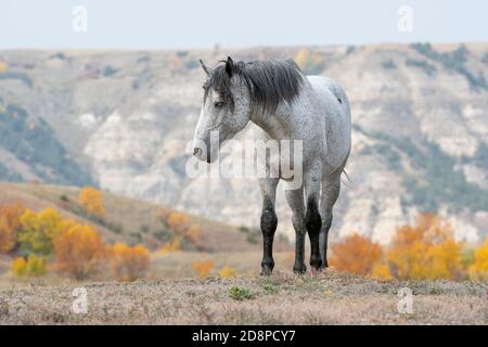 Feral Horses (Equus caballus), parc national Theodore Roosevelt, Dakota du Nord, États-Unis, par Dominique Braud/Dembinsky photo Assoc Banque D'Images