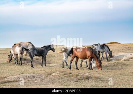 Feral Horses (Equus caballus), parc national Theodore Roosevelt, Dakota du Nord, États-Unis, par Dominique Braud/Dembinsky photo Assoc Banque D'Images