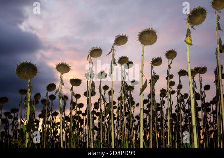 tournesols dans un champ à faible luminosité Banque D'Images