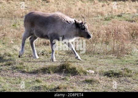 Caribou ou renne dans un parc naturel Banque D'Images