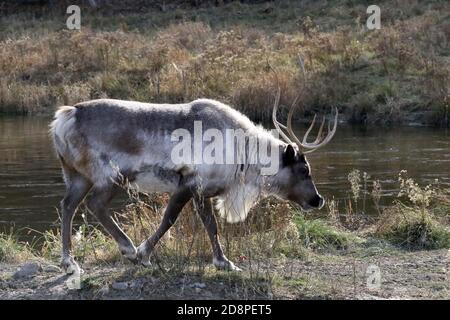 Caribou ou renne dans un parc naturel Banque D'Images