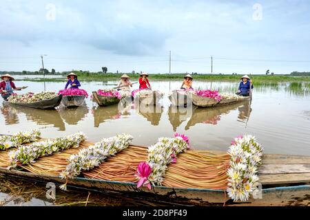 Long an province, Viet Nam - 25 octobre 2020: Belle image d'une femme rurale dans le district de Kien Tuong de long une province ramer un bateau pour récolter li Banque D'Images