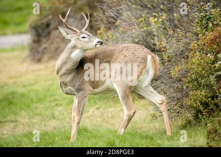 Un joli profil latéral d'un cerf de queue blanc dans le nord de l'Idaho. Banque D'Images