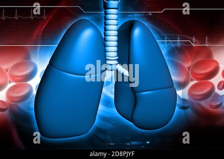 Poumons humains dans la conception numérique Banque D'Images