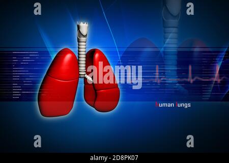 Poumons humains dans la conception numérique Banque D'Images