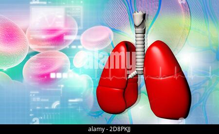Poumons humains avec cellules sanguines Banque D'Images