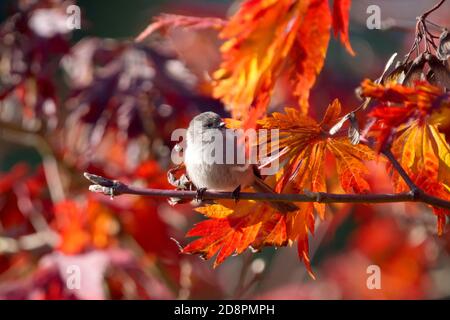 Bushtit côtier femelle (Psaltriparus minimus saturatus) perchée sur la branche d'érable japonaise en couleur d'automne, Snohomish, Washington, États-Unis Banque D'Images