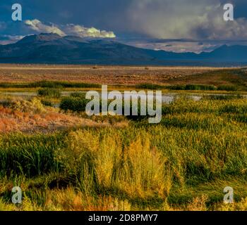 Zones humides, Mono Craters, zone panoramique de la forêt nationale de Mono Basin, forêt nationale d'Inyo, est de la Sierra, Californie Banque D'Images