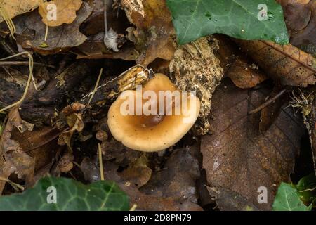 Le champignon commun de l'entonnoir ou infundibulicybe gibba croissant à partir de litière de feuilles en décomposition sur un plancher de bois. Banque D'Images