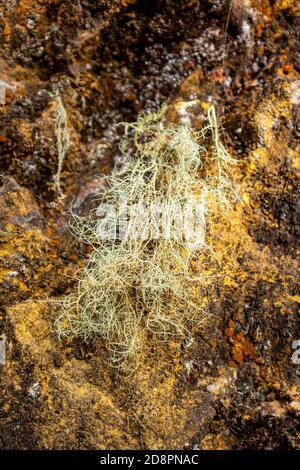 La mousse espagnole, une espèce d'Airplants également connue sous le nom de Grandpas Beard Banque D'Images