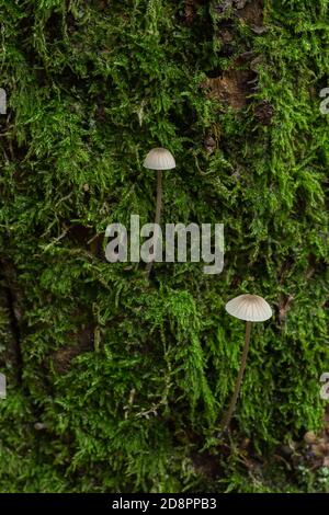 Une paire de jeunes champignons de capot saignants ou Mycena sanguinolenta poussant sur un remblai de mossey. Banque D'Images