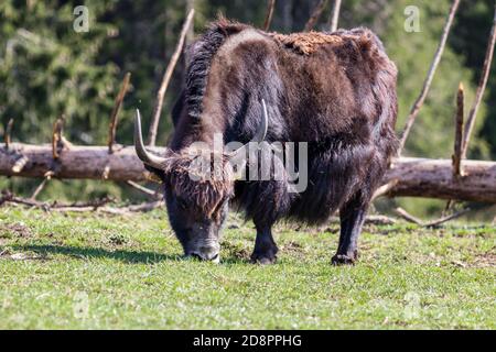 Gros plan d'un bison Buffalo européen sauvage dans le Jura, France Banque D'Images