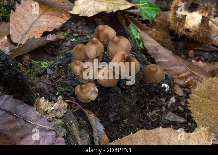Un groupe de champignons de capot groupés ou mycena inclinata poussant sur une branche pourrie. Banque D'Images