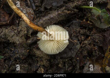Les branchies du champignon capperling de châtaignier ou Lepiota castanea dans la forêt humide d'automne. Banque D'Images