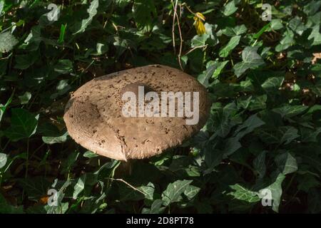 Un vieux champignon de parasol ou macrolepiota procera croissant dans les bois d'automne humide. Banque D'Images
