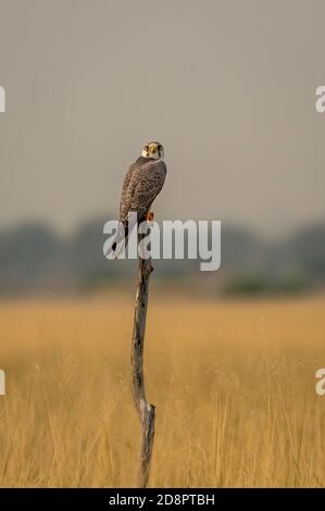 Le faucon de Laggar ou de lugger ou le jongleur de Falco perché avec un contact avec les yeux lors de la conduite matinale d'hiver au niveau du chapaar de tal sanctuaire de blackbuck rajasthan inde Banque D'Images