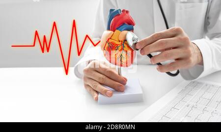 Le cardiologue utilise un stéthoscope pour écouter les sons battre un modèle anatomique cardiaque. Concept des maladies cardiaques, du système cardiovasculaire, et Banque D'Images