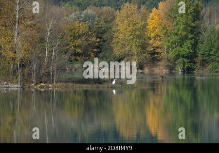 vue panoramique sur un magnifique petit lac près d'anghiari entouré par les arbres dans les couleurs d'automne et avec un grand blanc chasse aux hérons Banque D'Images