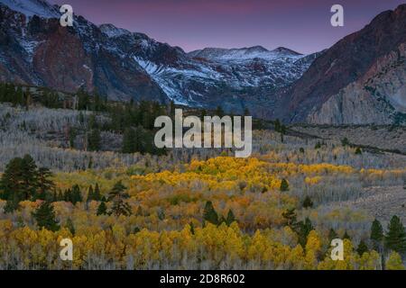 Dawn, Aspen, Populus tremula, Parker Bench, John Muir Wilderness, Inyo National Forest, Eastern Sierra, Californie Banque D'Images