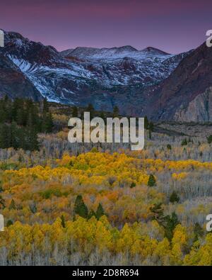 Dawn, Aspen, Populus tremula, Parker Bench, John Muir Wilderness, Inyo National Forest, Eastern Sierra, Californie Banque D'Images