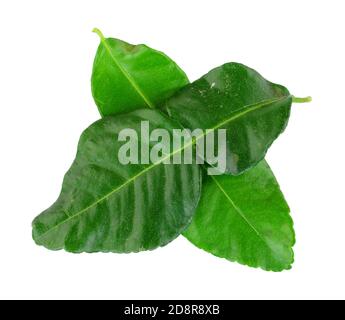 Feuilles de citron vert kaffir fraîches utilisées pour ajouter un citron et Saveur de citrus à la cuisine thaïlandaise et asiatique isolée sur un arrière-plan blanc Banque D'Images