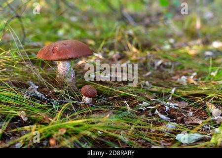 Gros et petit champignon, boletus rouge foncé vif dans le rebord de l'herbe. Banque D'Images