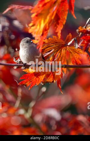 Bushtit côtier femelle (Psaltriparus minimus saturatus) perchée sur la branche d'érable japonaise en couleur d'automne, Snohomish, Washington, États-Unis Banque D'Images